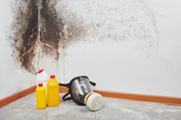 Best Toxic Mold Removal  in Farmland, IN