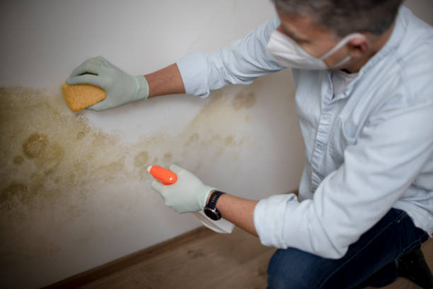 Attic Mold Removal in Farmland, IN
