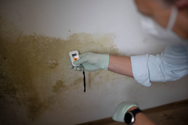 Best Commercial Mold Removal  in Farmland, IN