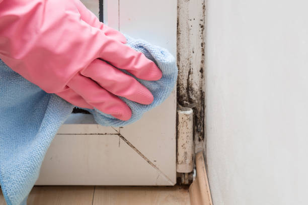 Best Mold Removal and Inspection  in Farmland, IN