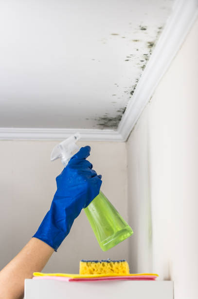 Best Office Mold Removal Services  in Farmland, IN